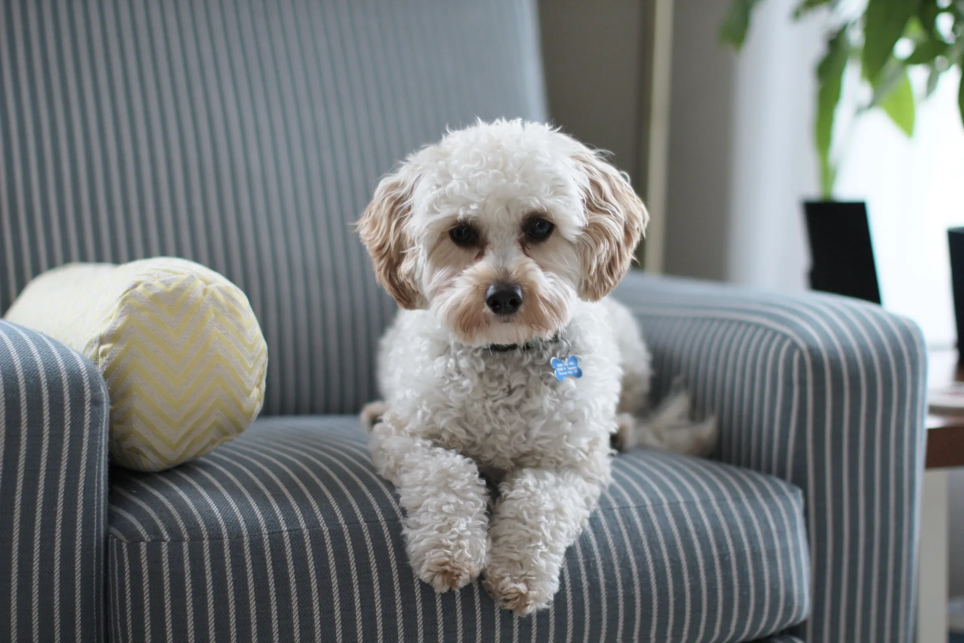 puppy