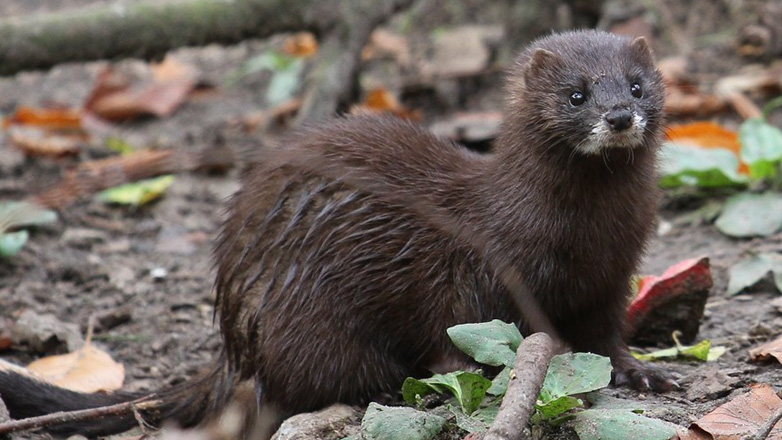 Καστοριά: Μινκ επιτέθηκε και ακρωτηρίασε το χέρι κατάκοιτης ηλικιωμένης