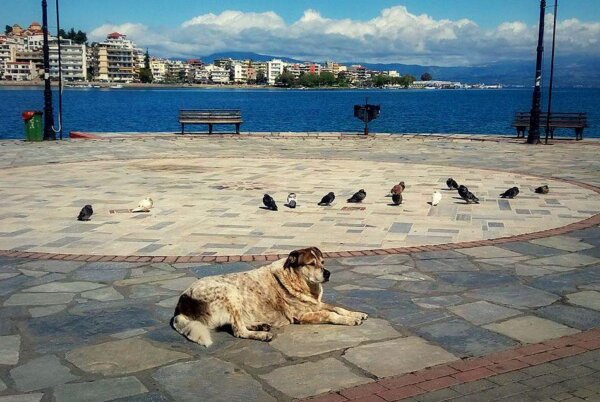 Χαλκίδα: Ο Δήμος Χαλκιδέων θα κατασκευάσει άγαλμα του Τάσου