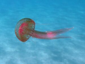 Pelagia_noctiluca_2