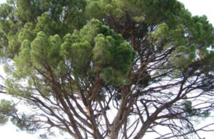 Screenshot_2